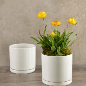 5.5in Tall Odense White Indoor Ceramic Pot with Saucer, Set of 2