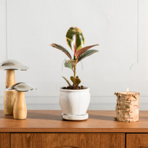 5in Tall Ming Cloud White Ceramic Pot with Saucer